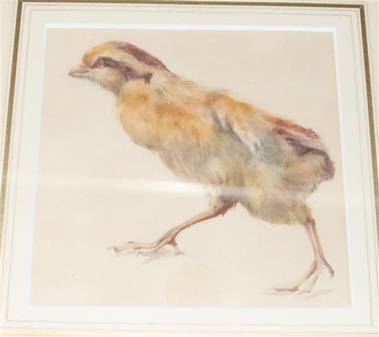 Collection of framed bird prints